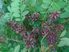 Lonchocarpus cruentus