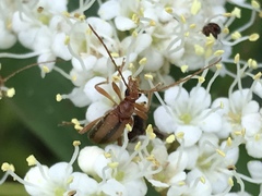 Pidonia aurata