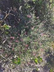 Indigofera sp-aff-platypoda