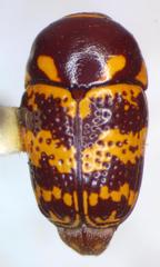 Cryptocephalus irroratus