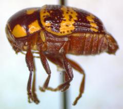 Cryptocephalus irroratus