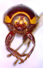 Cryptocephalus irroratus