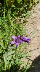 Campanula glomerata
