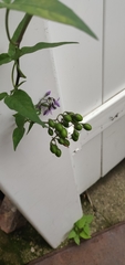 Solanum dulcamara