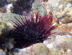 Echinometra insularis