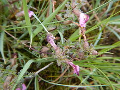 Pedicularis sylvatica