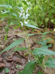 Stachys tenuifolia