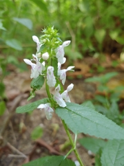 Stachys tenuifolia