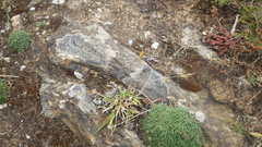 Anthoxanthum aristatum