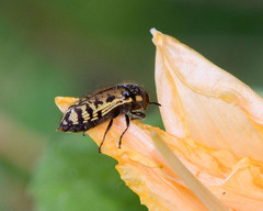 Acmaeodera mixta