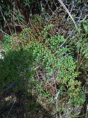 Odontosoria aculeata