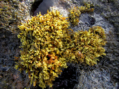 Sargassum obtusifolium