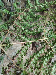 Odontosoria aculeata