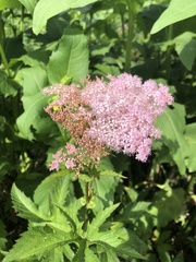 Filipendula