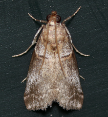 Acrobasis comptella