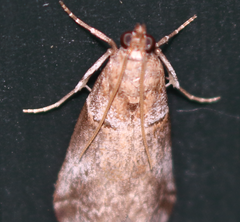 Acrobasis comptella