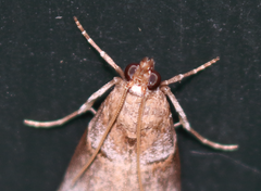 Acrobasis comptella