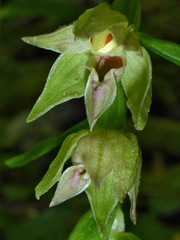 Epipactis leptochila