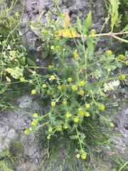 Matricaria discoidea