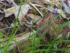 Lithobates sylvaticus image
