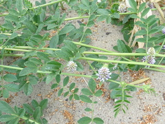 Glycyrrhiza echinata