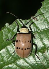 Meristata spilota