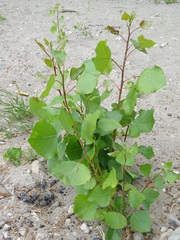 Populus nigra