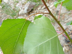 Populus nigra