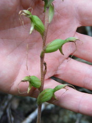 Eltroplectris calcarata