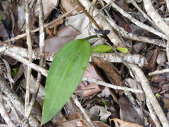 Eltroplectris calcarata