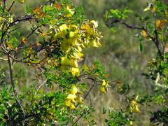 Crotalaria capensis