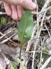 Eltroplectris calcarata