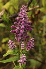 Salvia purpurea