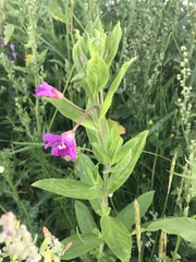 Epilobium hirsutum