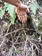 Eltroplectris calcarata