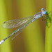 Lyre-tipped Spreadwing - Photo (c) Cameron Eckert, some rights reserved (CC BY-NC), uploaded by Cameron Eckert