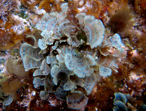 Stypopodium observed 2014-11-16