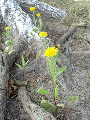Pentanema britannica