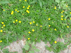 Argentina anserina