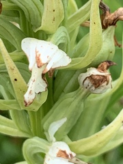 Dactylorhiza sambucina