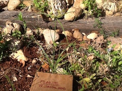 Bromus catharticus catharticus