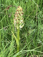 Dactylorhiza sambucina