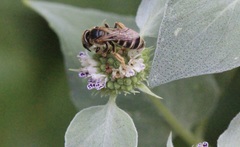 Halictus poeyi