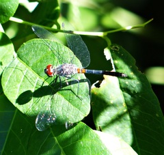 Oligoclada rubribasalis