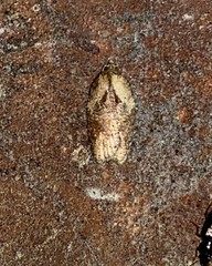 Acleris ptychogrammos