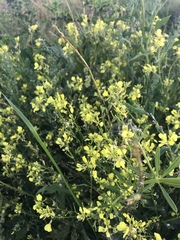 Rhamphospermum arvense