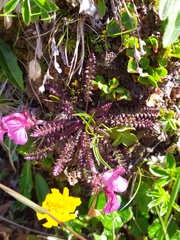 Pedicularis kerneri