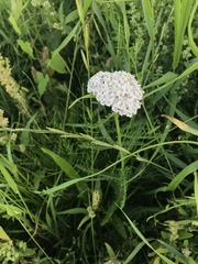 Achillea millefolium