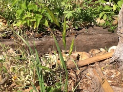Bromus catharticus catharticus
