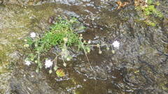Spergularia rupicola